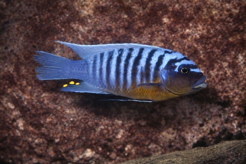 Maylandia fainzilberi 'Hora Mhango'